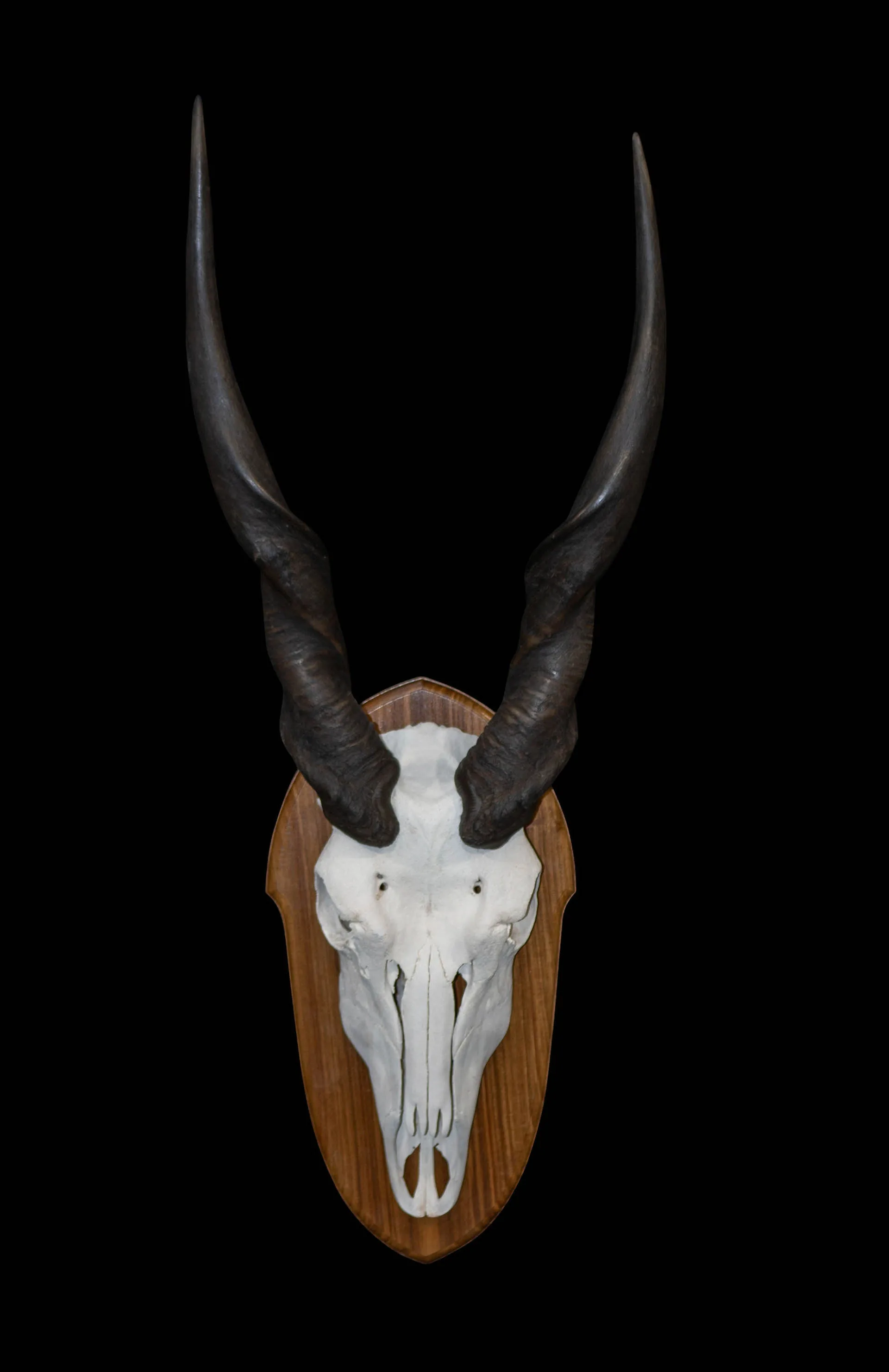 Eland Skull Kiaat Skull Mount — Highveld Taxidermists